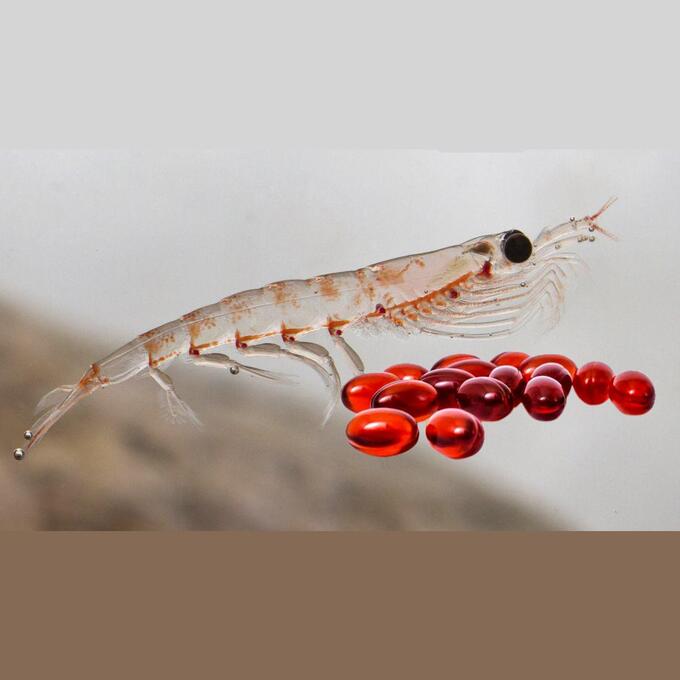 dau-ca-nhuyen-the-la-gi-va-omega-3-krill-la-gi